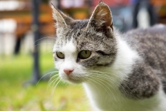 Fika vid Östra Sallerup